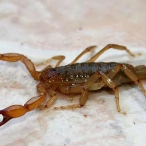 Salud brinda recomendaciones ante picaduras de escorpiones