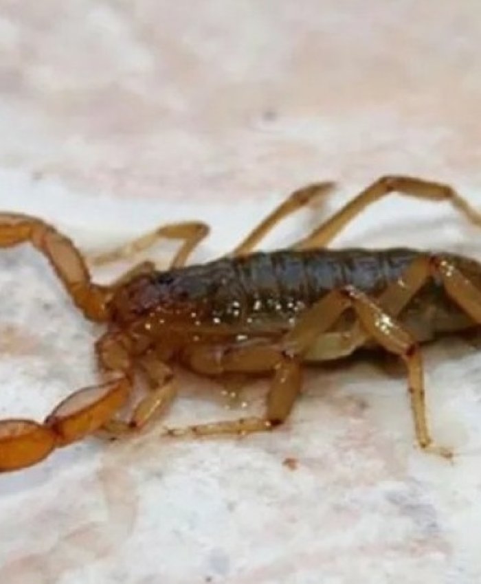 Salud brinda recomendaciones ante picaduras de escorpiones