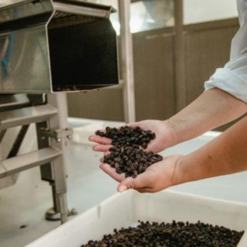 Las exportaciones sanjuaninas de pasas crecieron un 50% en dólares