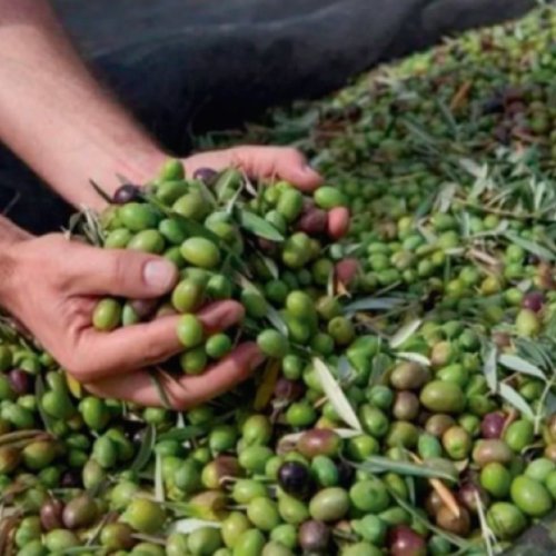 Realizarán una jornada de cosecha y elaboración de aceite de oliva virgen extra