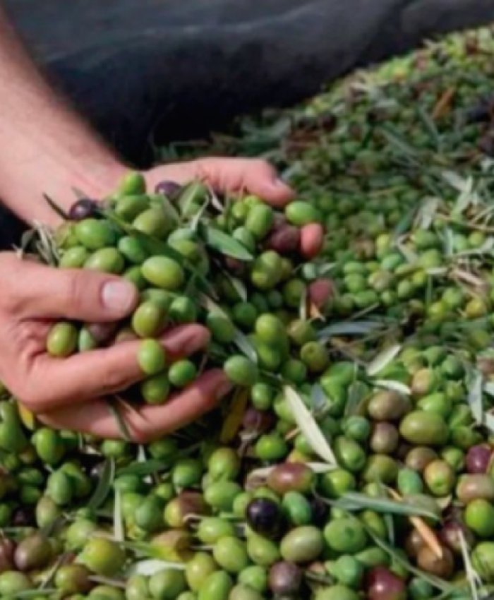 Realizarán una jornada de cosecha y elaboración de aceite de oliva virgen extra