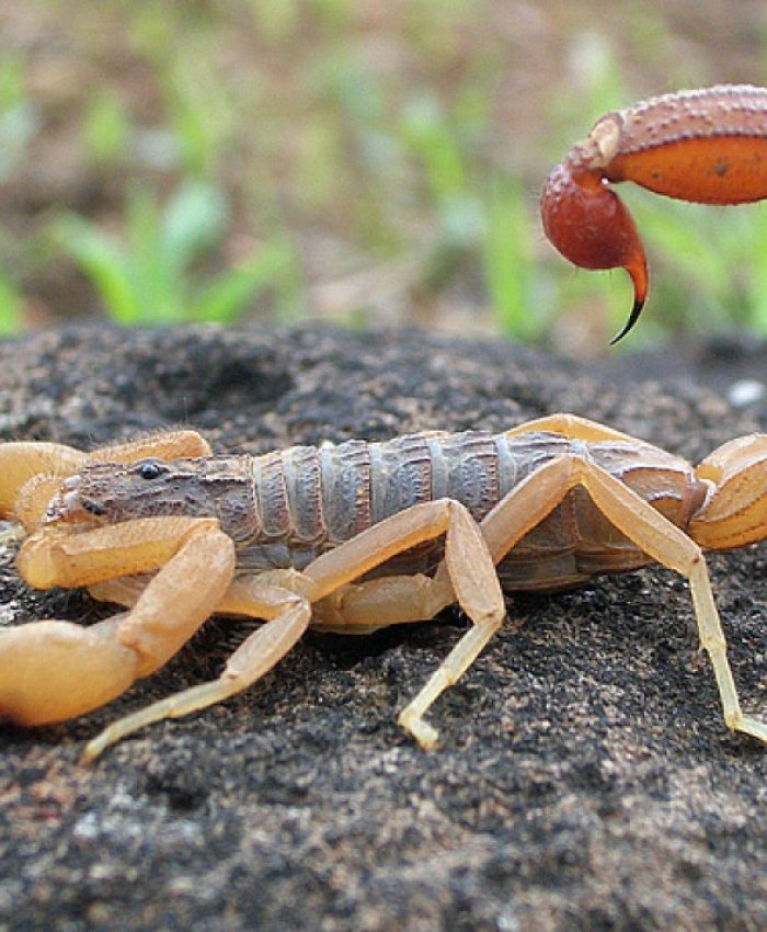 Estas son las recomendaciones ante la picadura de escorpiones