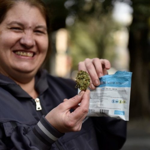 Uruguay: el Gobierno provocó pérdidas al narcotráfico por u$s 22 millones con la implementación de la ley de regulación del Cannabis