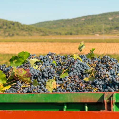 Crecieron las exportaciones vitivinícolas en los primeros cinco meses del 2025