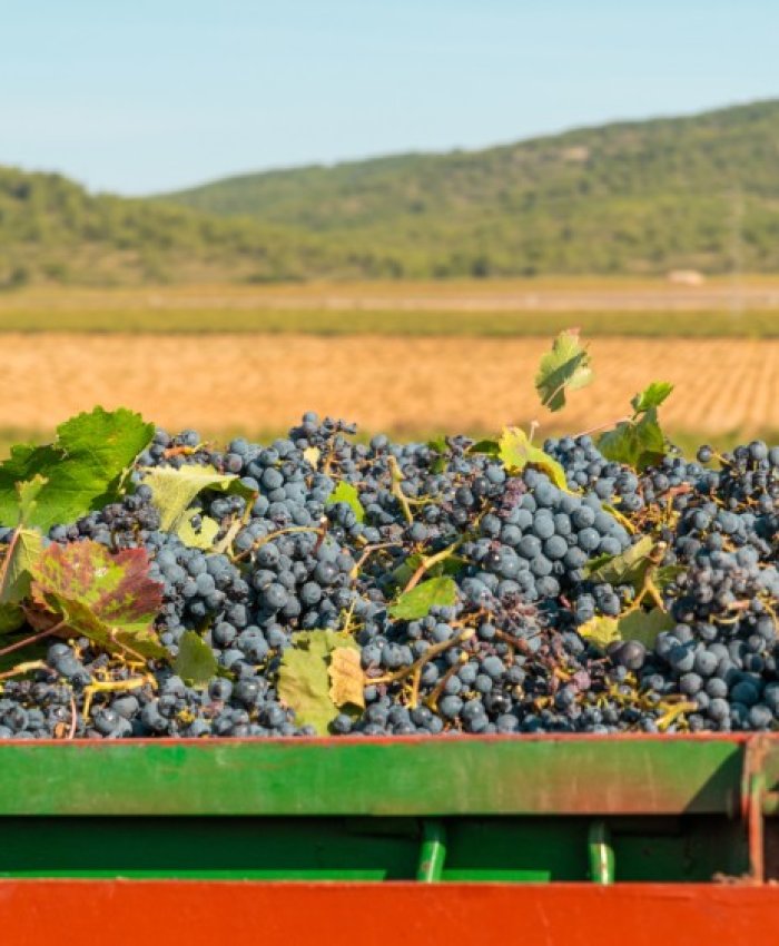 Crecieron las exportaciones vitivinícolas en los primeros cinco meses del 2025