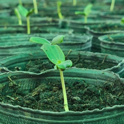 Comienza la etapa de mayor producción en el Vivero de Especies Nativas