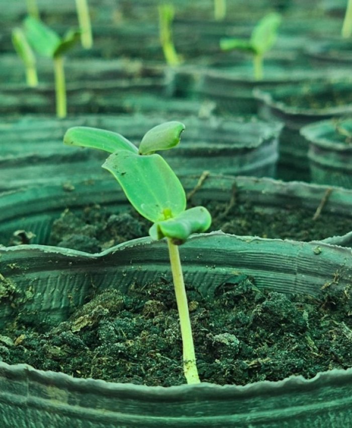 Comienza la etapa de mayor producción en el Vivero de Especies Nativas