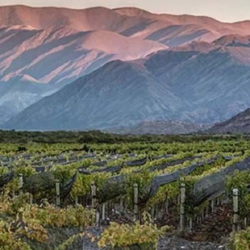 IDENTIFICACIÓN GEOGRÁFICA PARA LOS VINOS SANJUANINOS: Hilario, Sorocayense y Tamberías ya tienen IG