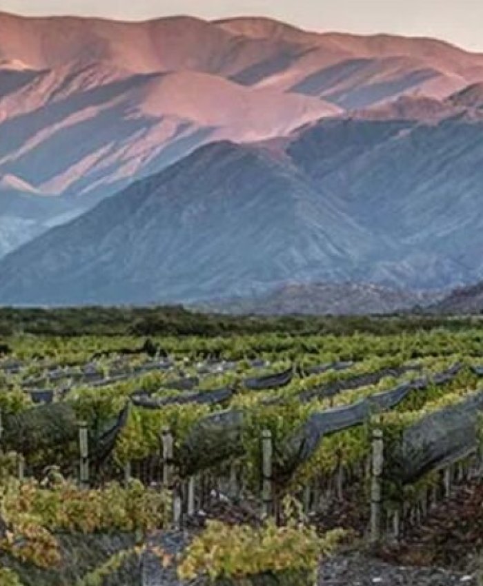 IDENTIFICACIÓN GEOGRÁFICA PARA LOS VINOS SANJUANINOS: Hilario, Sorocayense y Tamberías ya tienen IG