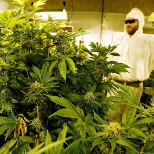 Cannabis medicinal: San Juan avanza con la aplicación