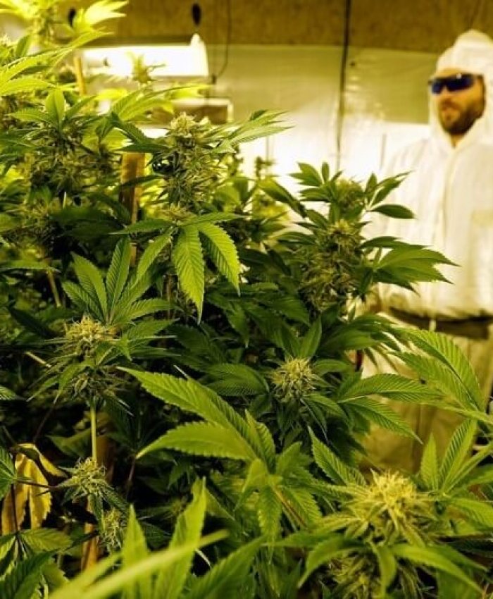 Cannabis medicinal: San Juan avanza con la aplicación