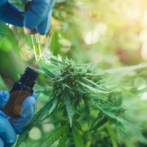 El Gobierno argentino legalizó el autocultivo para uso medicinal