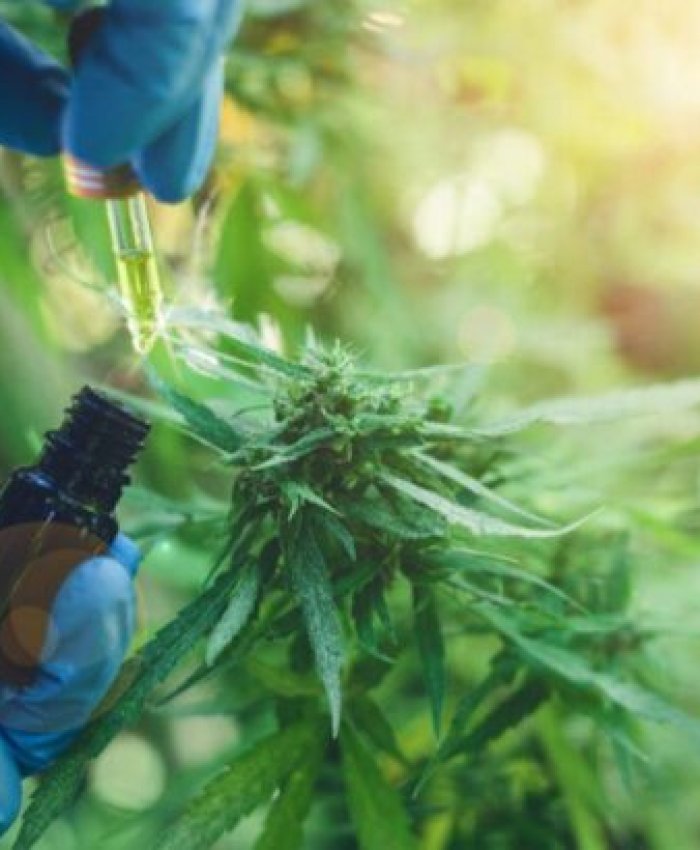 El Gobierno argentino legalizó el autocultivo para uso medicinal