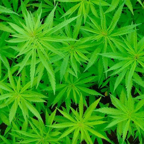 BOLETÍN OFICIAL: reglamentaron parcialmente la ley que autoriza el uso medicinal del cannabis