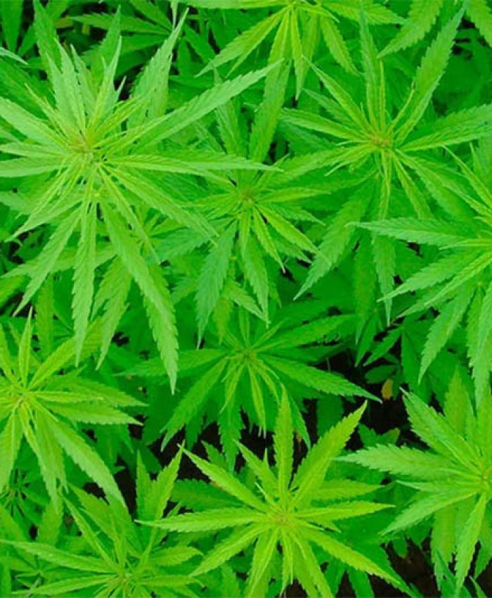 BOLETÍN OFICIAL: reglamentaron parcialmente la ley que autoriza el uso medicinal del cannabis