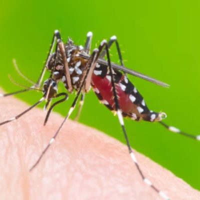 Refuerzan las acciones de prevención contra el mosquito durante los días de lluvia