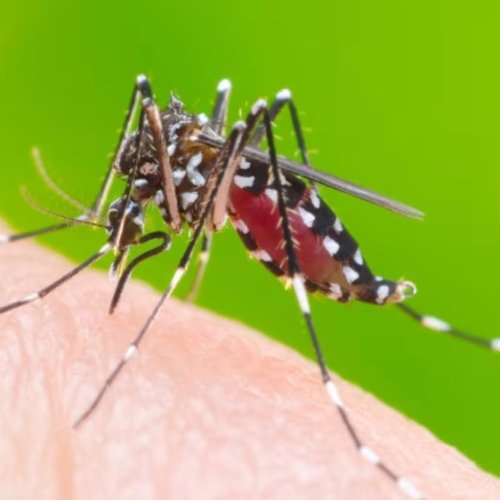 Refuerzan las acciones de prevención contra el mosquito durante los días de lluvia