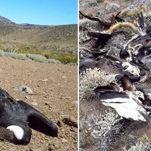 Imperdonable: otra vez matan cóndores con agrotóxicos, 13 ejemplares de cóndor andino en Neuquén y 10 en Santa Cuz