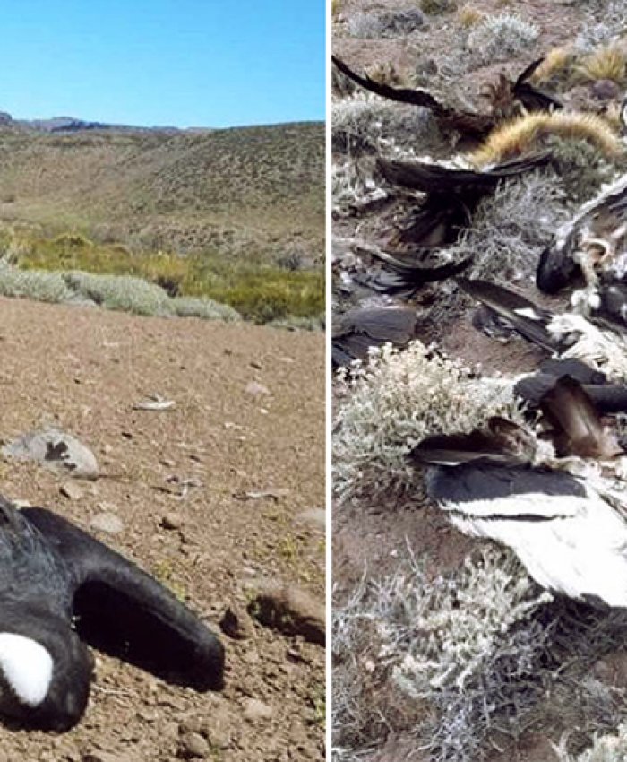 Imperdonable: otra vez matan cóndores con agrotóxicos, 13 ejemplares de cóndor andino en Neuquén y 10 en Santa Cuz