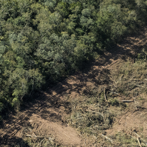 Córdoba: Sin ley de Bosques, el oficialismo apura el proyecto de Ley Agroforestal