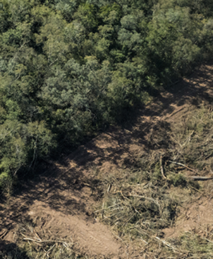 Córdoba: Sin ley de Bosques, el oficialismo apura el proyecto de Ley Agroforestal