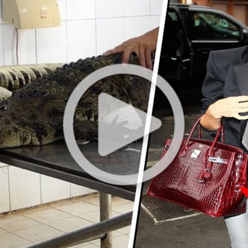 Impactante video expone el horrible origen de algunos bolsos y zapatos de lujo