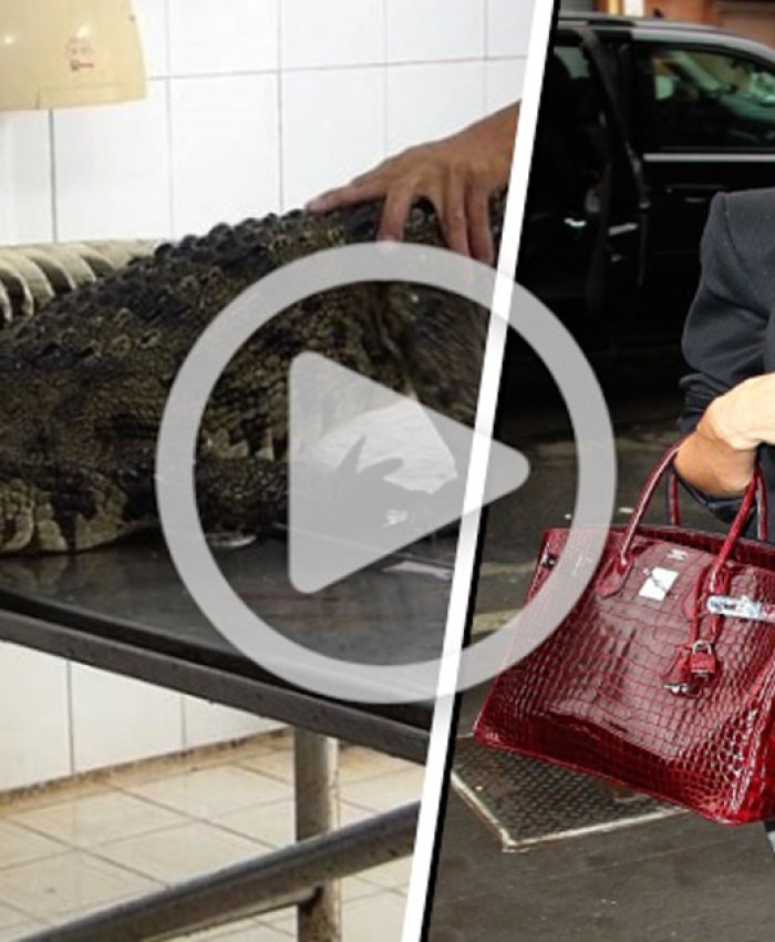 Impactante video expone el horrible origen de algunos bolsos y zapatos de lujo