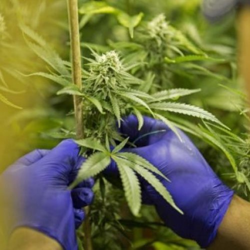 Jujuy anunció que cultivará cannabis con fines medicinales