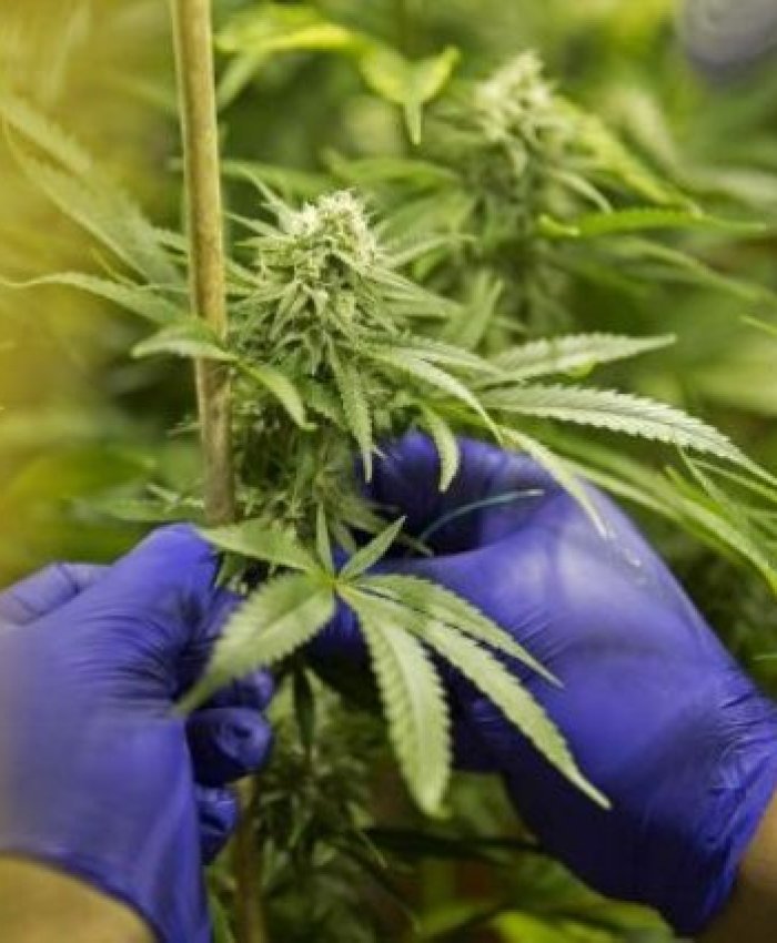 Jujuy anunció que cultivará cannabis con fines medicinales