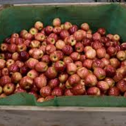 Importaciones: Chile ingresa manzanas al país, el sector se declaró en crisis
