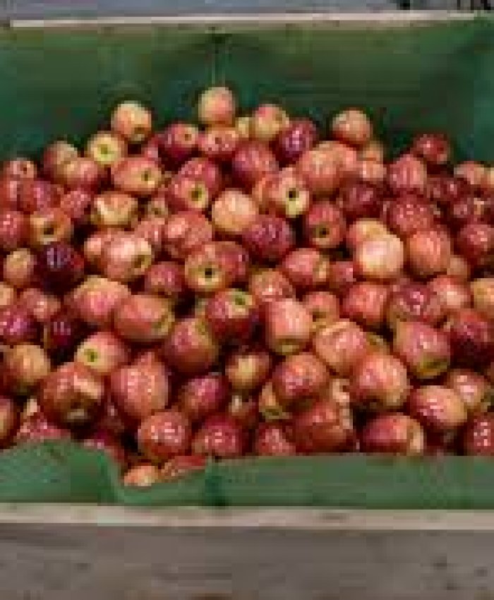 Importaciones: Chile ingresa manzanas al país, el sector se declaró en crisis