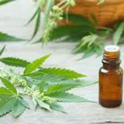 El hijo de Gerardo Morales se quedó con la primera habilitación para elaborar marihuana medicinal
