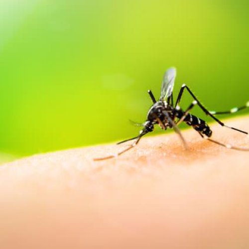 Formosa reporta casi 4.000 casos de dengue e intensifican operativos