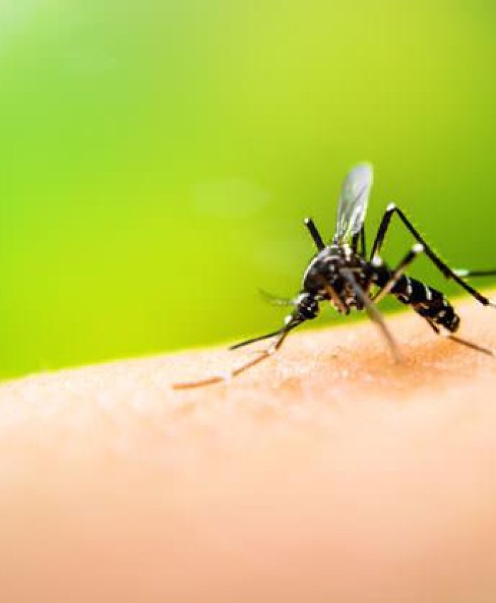 Formosa reporta casi 4.000 casos de dengue e intensifican operativos