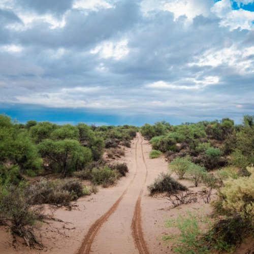 San Juan fortalece la conservación de sus bosques nativos como respuesta al cambio climático