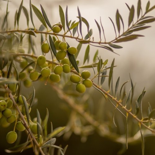 San Juan es referente nacional en la industria olivícola