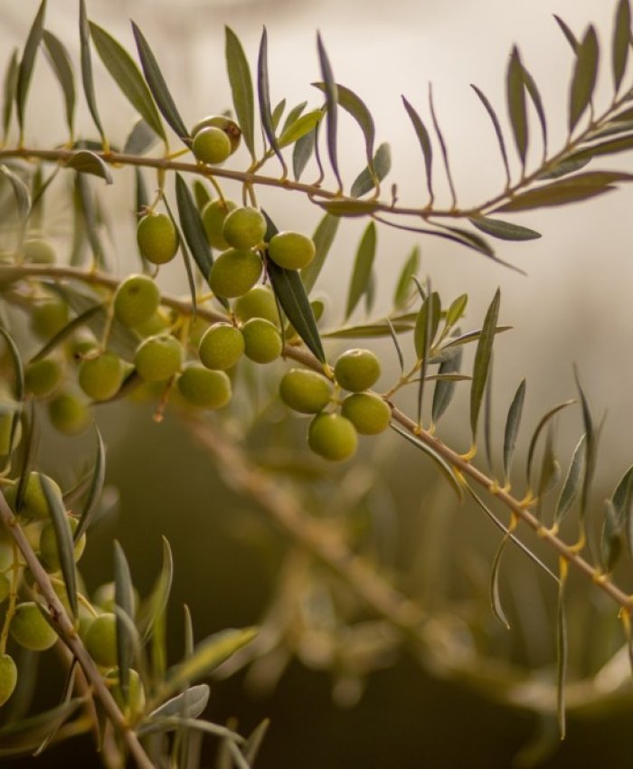 San Juan es referente nacional en la industria olivícola