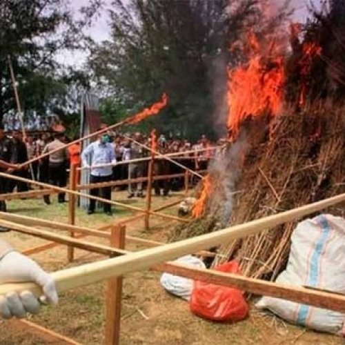 Indonesia: la policía quemó 3 toneladas de marihuana y drogó a todo el pueblo