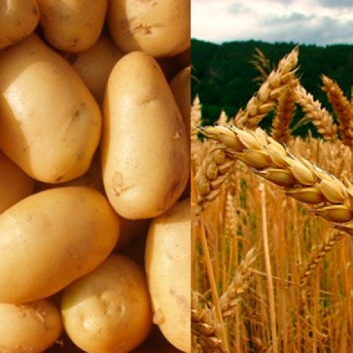 Cambios que matan: el Gobierno aprobó papa y trigo transgénicos para consumo masivo