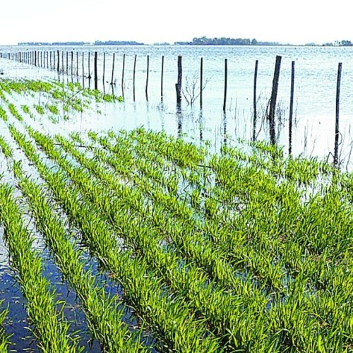 La soja es la principal causa de las inundaciones en Argentina
