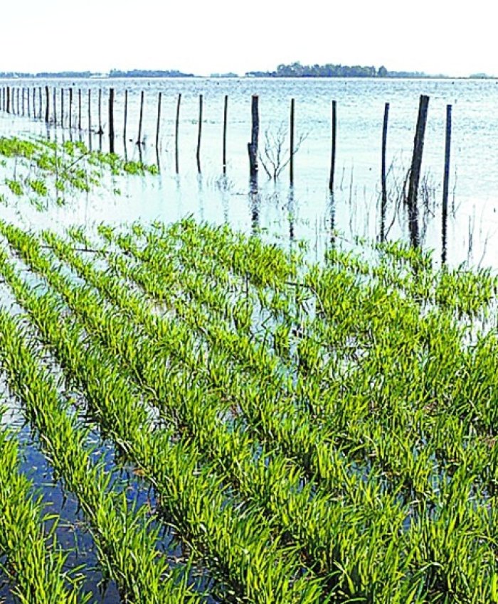 La soja es la principal causa de las inundaciones en Argentina