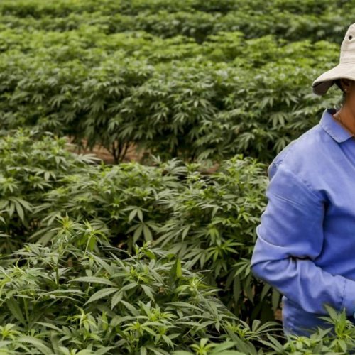 San Juan: una empresa canadiense compra tierras en la provincia para producir marihuana