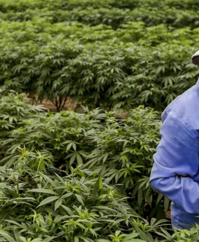 San Juan: una empresa canadiense compra tierras en la provincia para producir marihuana
