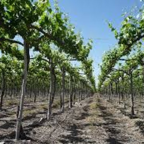Presentan proyecto de Ley para otorgar jubilación anticipada para los trabajadores de fincas