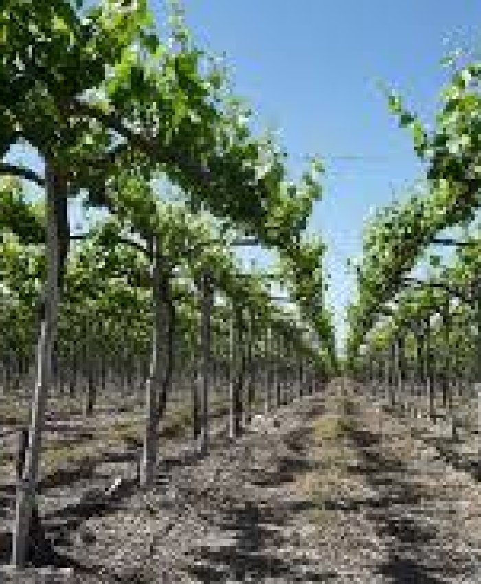 Presentan proyecto de Ley para otorgar jubilación anticipada para los trabajadores de fincas