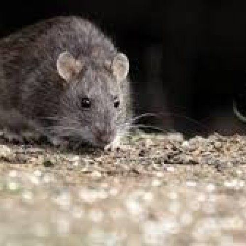 Desde el PJ proponen suspender las elecciones en Chubut por hantavirus