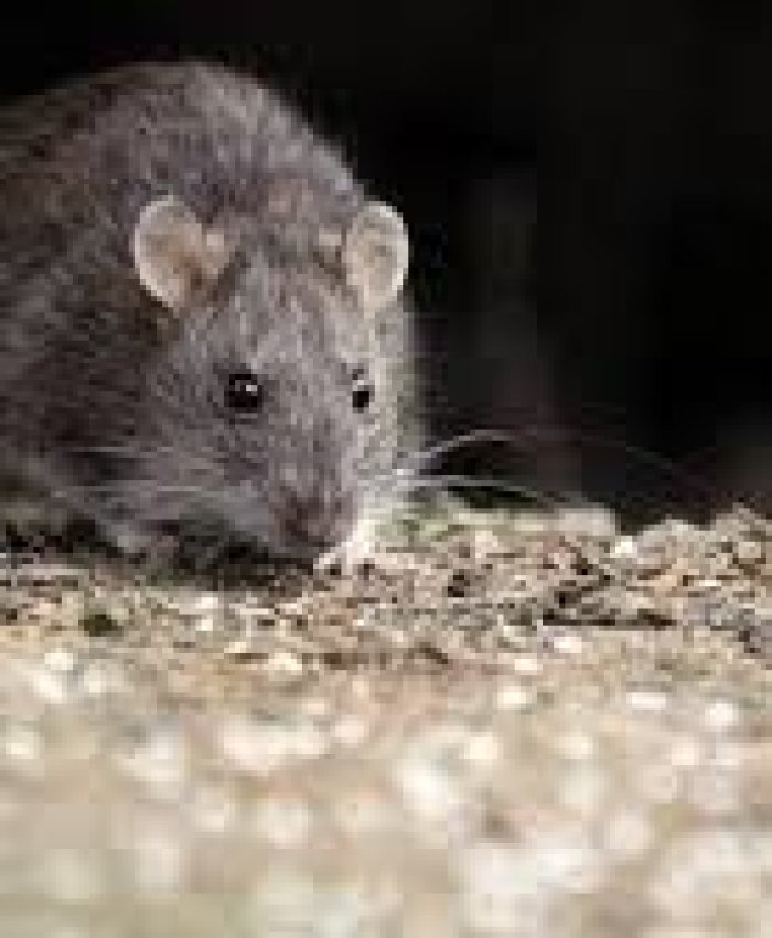 Desde el PJ proponen suspender las elecciones en Chubut por hantavirus
