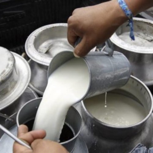 Crisis: la venta de lácteos cayó hasta 13 por ciento