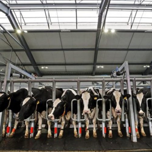 La producción láctea cayó un 12 por ciento en los últimos dos años