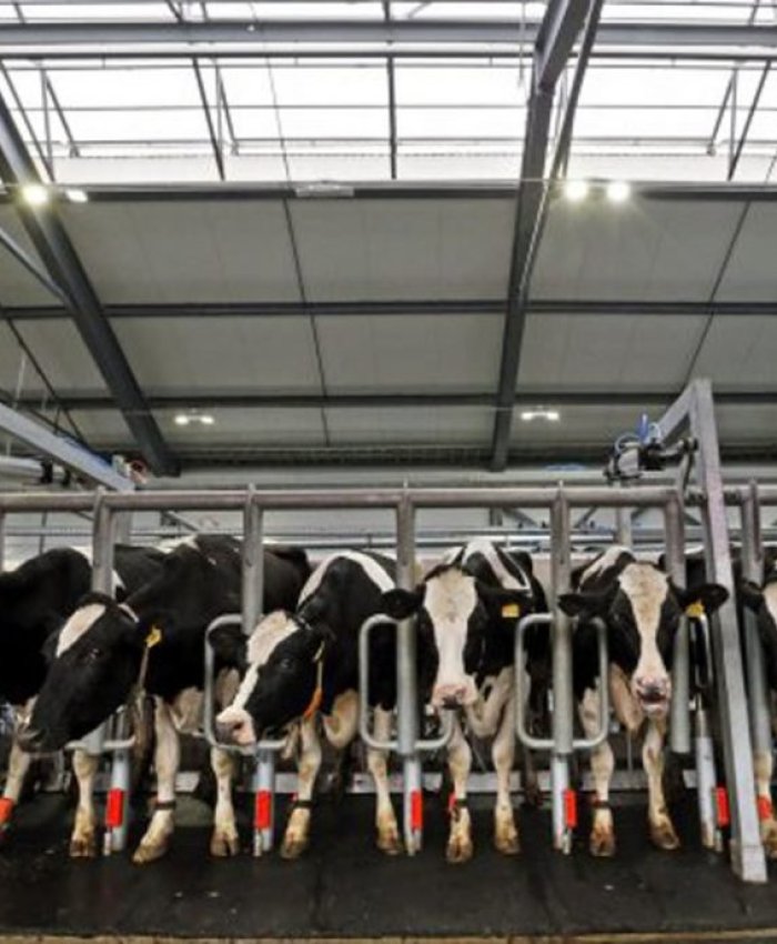 La producción láctea cayó un 12 por ciento en los últimos dos años